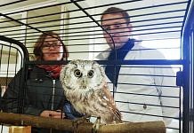 Александр Козлов взял под опеку совёнка в амурском мини-зоопарке