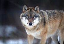 Амурским охотникам выплатят по 7,5 тысячи рублей за шкуру добытого волка
