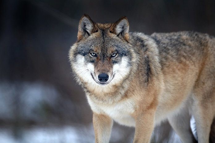 Амурским охотникам выплатят по 7,5 тысячи рублей за шкуру добытого волка