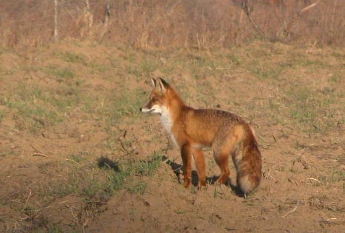 40 лисиц и 20 енотов отстреляют в Приамурье из-за угрозы бешенства