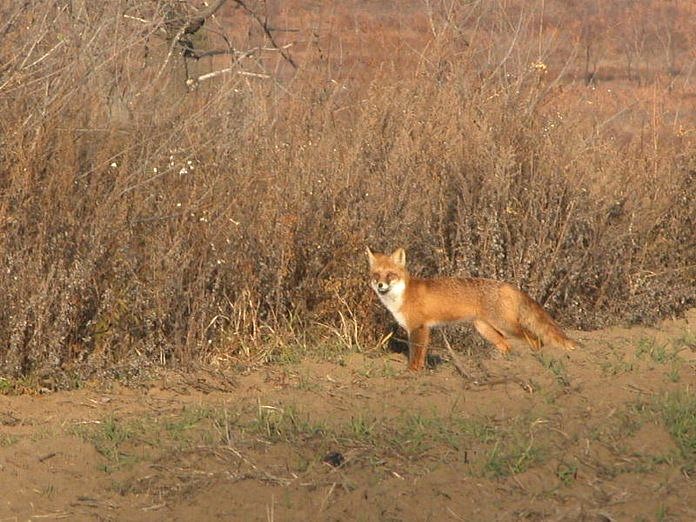 40 лисиц и 20 енотов отстреляют в Приамурье из-за угрозы бешенства