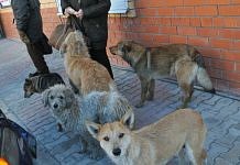 Лечение собак из приюта в Чигирях амурское управление ветеринарии возьмёт на себя