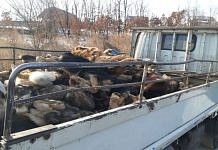 Из частного амурского приюта для животных вывезли 47 трупов собак