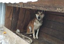 Свободненские зоозащитники призывают спасти гибнущих собак из приюта в Чигирях