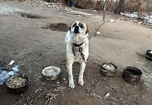 Собаки из чигиринского приюта погибли от истощения
