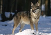 Амурские депутаты поддержали увеличение оплаты за добычу волка