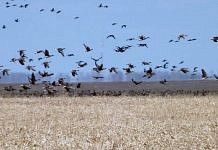 В южных районах Приамурье открывается весенняя охота на гуся