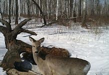 Амурское управление по охране животного мира собирает предложения от охотников