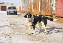 В городе Циолковский начали работу по созданию приюта для безнадзорных собак