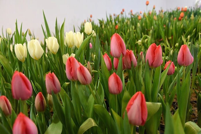 14 тысяч тюльпанов для милых дам вырастили в плодопитомнике Свободного