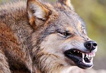 У напавшего на людей в амурском селе волка выявили бешенство