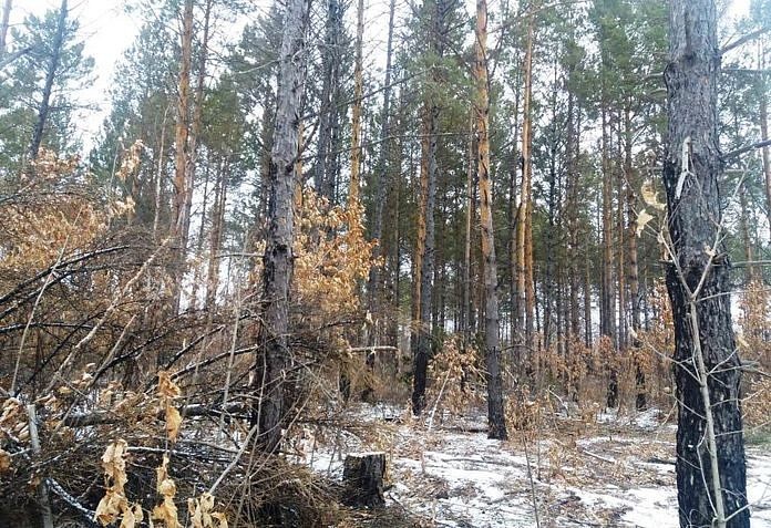 В Свободненском лесничестве браконьеры вырубили под корень 67 сосен