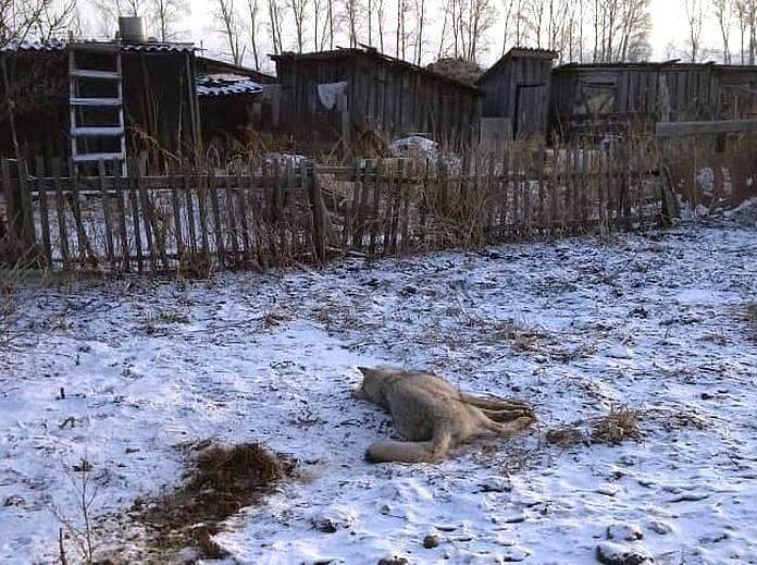 Застреленная в амурском селе бешеная волчица пришла со стороны Китая
