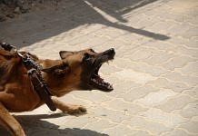 Перечень потенциально опасных собак разработан в МВД России