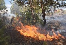 Аномальное количество сухих гроз стало причиной большинства лесных пожаров в Амурской области