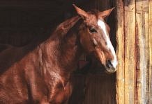 Ускакавший от похитителя конь был возвращён хозяину амурскими полицейскими