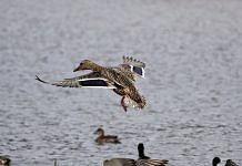 Амурскую область разделили на три зоны охоты на водоплавающую птицу.