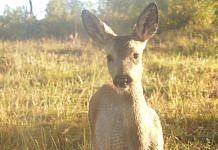 Запрет охоты на косулю в Приамурье предлагают продлить на год