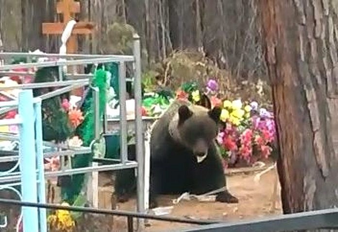 Жители северного посёлка Приамурья на Радоницу сняли видео с медведем на кладбище