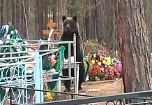Жители северного посёлка Приамурья на Радоницу сняли видео с медведем на кладбище