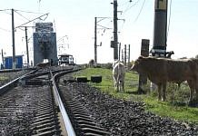 48 километров железной дороги оградят от крупного рогатого скота
