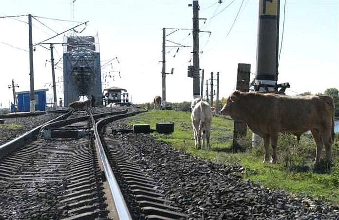 48 километров железной дороги оградят от крупного рогатого скота