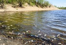 Вдоль берега Зеи около Свободного в воде плавают десятки мёртвых рыб