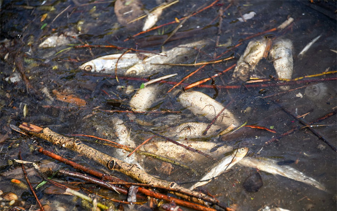 Вдоль берега Зеи около Свободного в воде плавают десятки мёртвых рыб