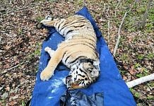 После ночного переезда в Приамурье тигров уложили поспать для снятия стресса