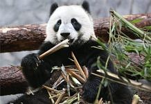 Бамбуковые медведи прибыли из Китая в Россию самолётом Почты России