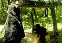 Играющие в «песочнице» медвежата с мамой попали в фотоловушку амурских охотоведов