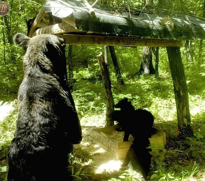 Играющие в «песочнице» медвежата с мамой попали в фотоловушку амурских охотоведов