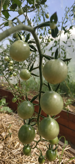 Студенты Амурского аграрного колледжа поедут собирать урожай мини-томатов в Японию