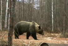 Недалеко от амурского наукограда Циолковский бродит медведь