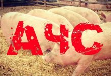 Амурчанам выплатят свыше миллиона рублей за уничтоженных во время вспышки АЧС свиней