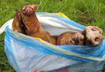 Амурчане пытались вывезти мясо из угрожаемой зоны по африканской чуме свиней