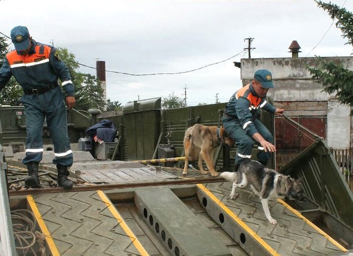 Среди погибших во время наводнения в Приамурье 153-х домашних животных — 20 собак и одна кошка
