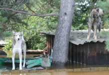 Среди погибших во время наводнения в Приамурье 153-х домашних животных — 20 собак и одна кошка