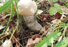 Сентябрь в Свободном начался… с урожая грибов