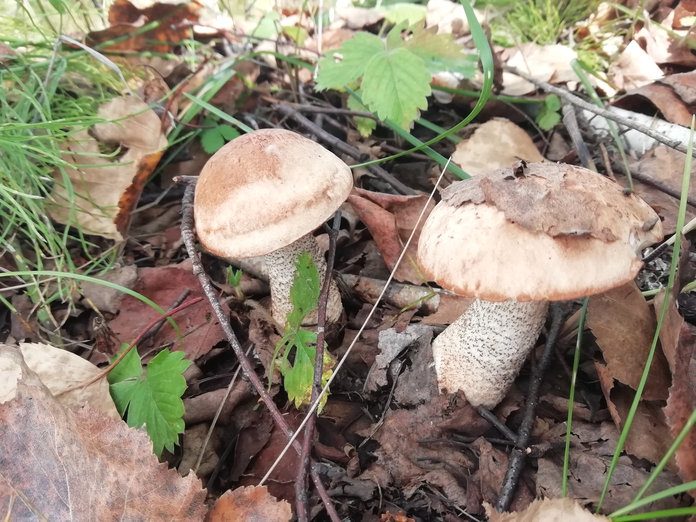 Сентябрь в Свободном начался… с урожая грибов