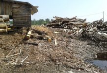 У лесозаготовителей Магдагачинского и Свободненского районов нашли карантинных вредителей