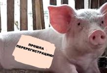 Перерегистрацию поголовья свиней объявили в Свободном
