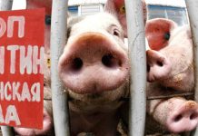 Сообщение в соцсетях о массовом уничтожении свиней в свободненском селе было ложным