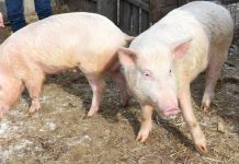 В Приамурье усилят меры профилактики африканской чумы свиней