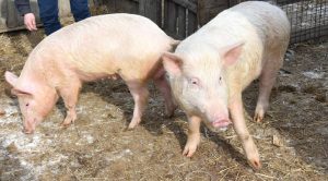 В бывшей угрожаемой зоне по АЧС у трёх фермеров уничтожили поголовье свиней