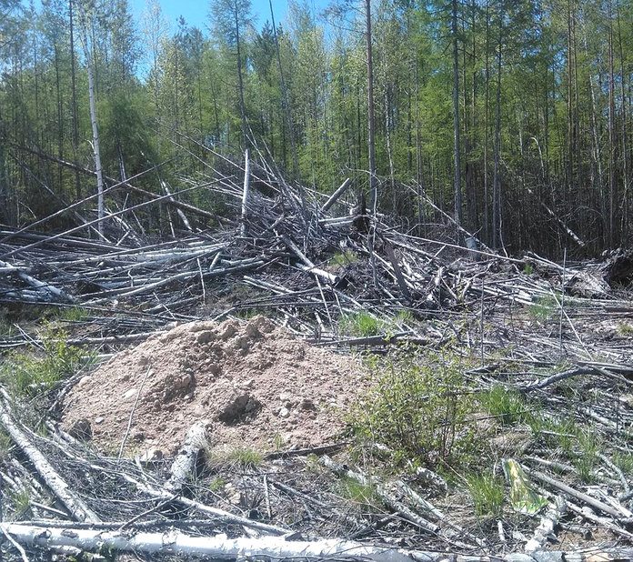 Итоги лесного надзора в Приамурье подвели на совещании в министерстве
