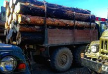 5 машин с незаконно вырубленной древесиной задержали за месяц в амурском лесничестве