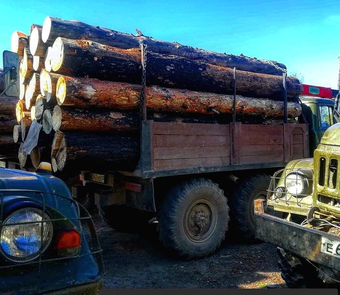 5 машин с незаконно вырубленной древесиной задержали за месяц в амурском лесничестве