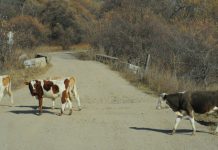 Корова в амурском селе могла заразиться бешенством от дикого хищника