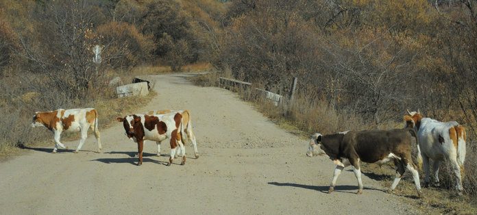 Корова в амурском селе могла заразиться бешенством от дикого хищника